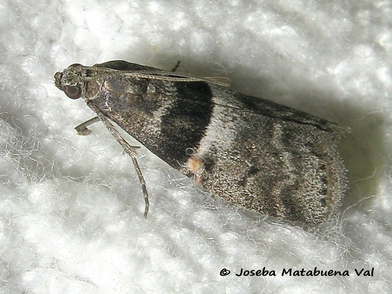 Elegia fallax - Pyralidae